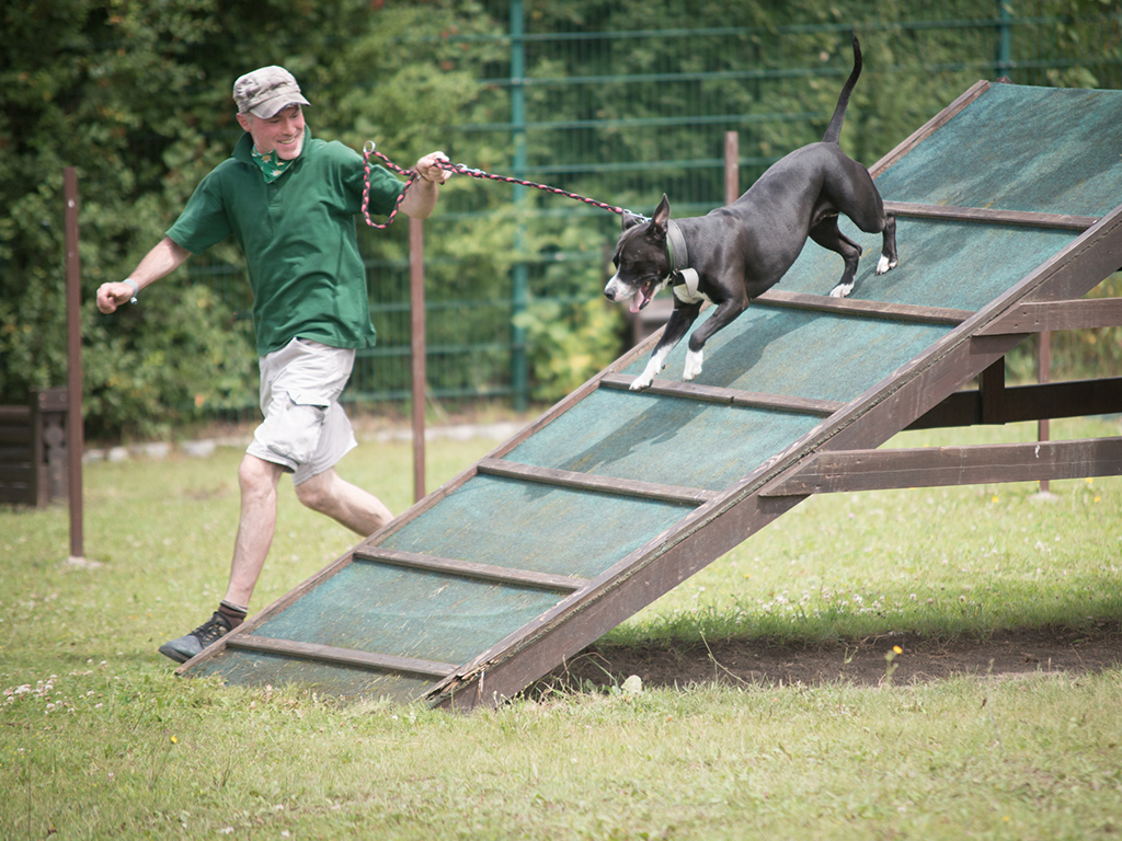 Tierheim in Erfurt Hunde Agility-Sport, Hund überwindet Leiterhinternis